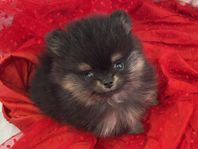 pomeranian valpar