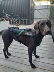 Dragsele, 3st. till hund