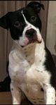 American Bully / Amstaff blandras