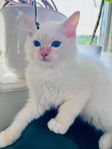 Ragdoll kattunge