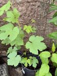 vindruvor plantor 