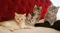 Kattungar maine coon/chinchilla perser