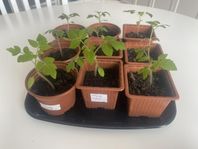 100/1000 tomatplantor