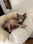 Sphynx kattunge 