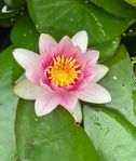 näckrosor ( stora plantor )