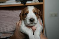WELSH SPRINGER SPANIEL VALPAR !