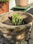 Stora funkia hosta olika sorter 