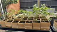 Tomatplantor - Ekologiska