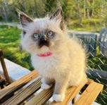Ragdoll kattungar