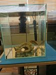 Fisk akvarium 