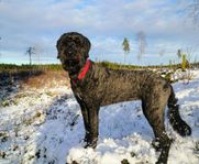 Labradoodle valpar planeras