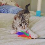 kattunge