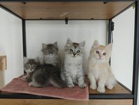 Ragdoll och Brittisk långhår kattunge