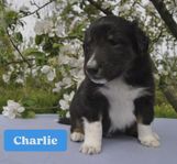 Shetland sheepdog renrasig med stamtavla