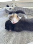 kattungar  
