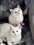 Kattungar