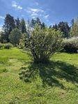 Vinbärsbuskar skänkes