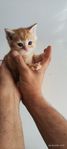 katt