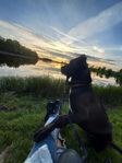 cane corso och husky blandning 