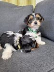 Biewer terrier - sällskap hundar