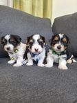 Biewer terrier - sällskap hundar