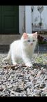 Ragdoll