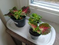3 Palettblad 