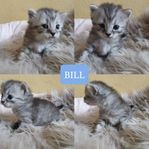 Ragdoll/Sibirisk kattungar 