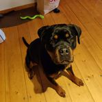 3 årig Rottweiler tik