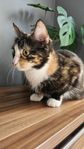 Katt Hona