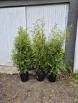 Thuja brabant
