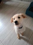  Golden retreiver x  Vit schäfer