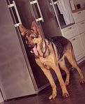 hund