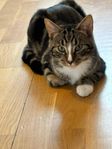 kattunge