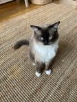 Ragdoll hane med stamtavla, omplacering