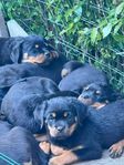 rottweiler valpar
