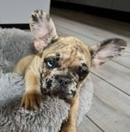 fransk bulldog