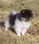 Renrasiga Pomeranian 
