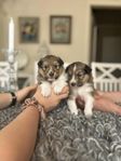 Shetland Sheepdog valpar