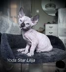 En svart maskad Sphynx tjej letar hem