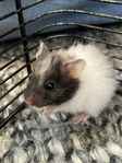 Hamsterungar/ Guldhamsterungar