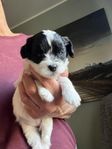 shihpoo valpar