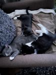 kattungar 