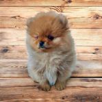 Jättefin mini Pomeranian