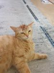 Fullvuxen Katt