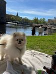 Pomchi 