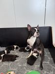 Bostonterriervalpar