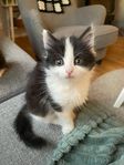 kattungar