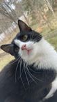 Katt - 8 månader 