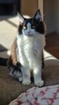 Maincoon/ragdoll 